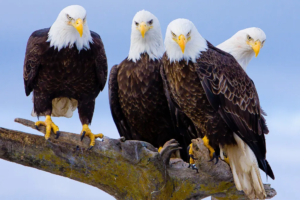 Eagle symbolizing strategic content marketing insights
